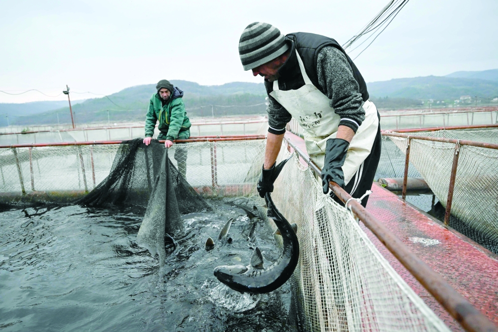Workers catch sturgeon fish at a fish farm in Kardzhali dam, southern Bulgaria. — AFP