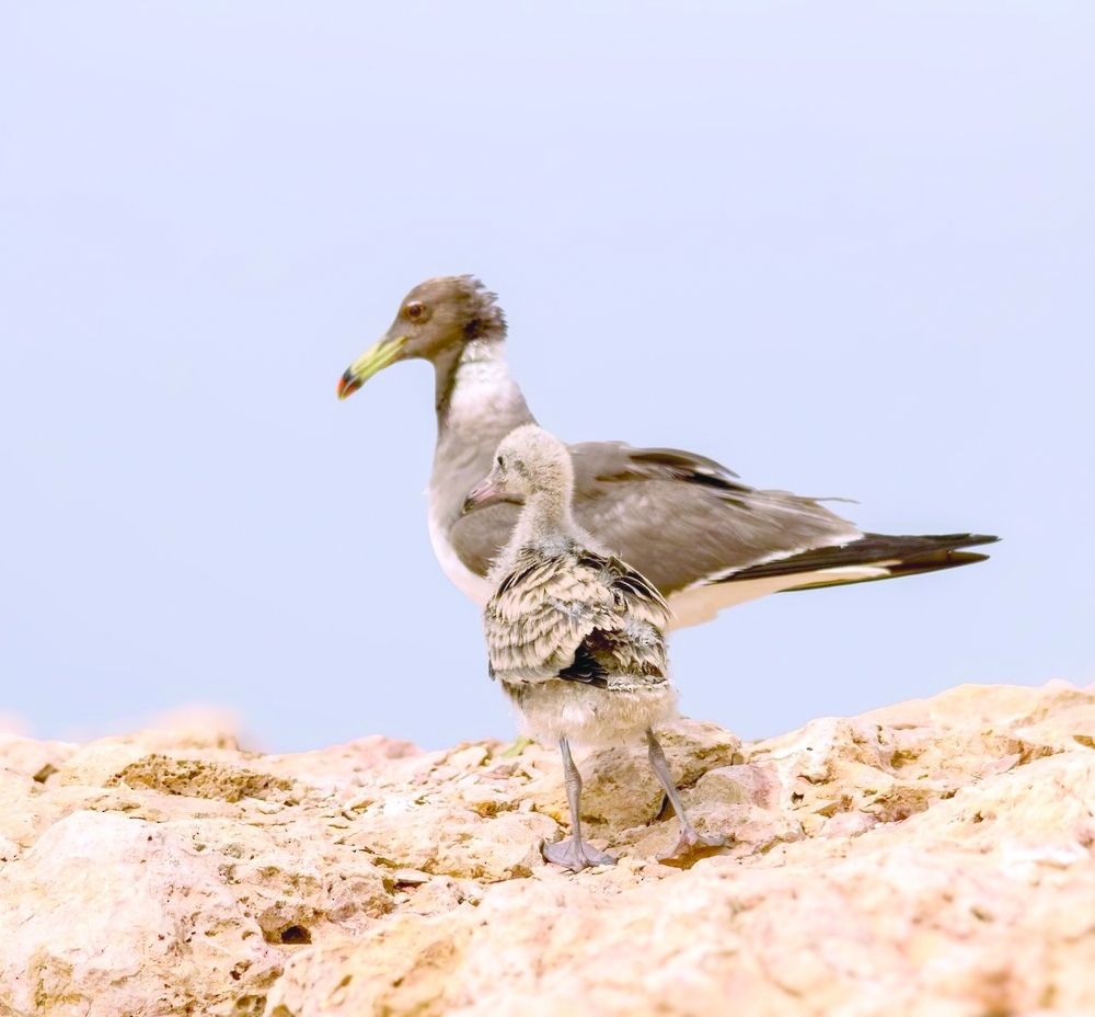 The occasion serves to reaffirm the commitment of the Sultanate of Oman and the GCC countries to protecting biodiversity. - ONA