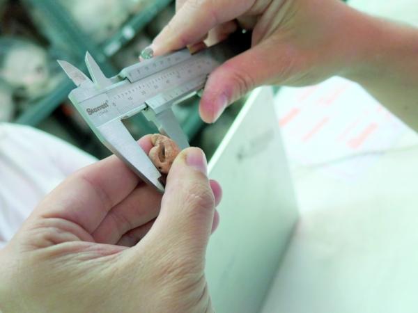 MoHT implements "Dolphins in Prehistoric Oman" Project