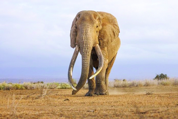 Super tusker Craig dies in Kenyan park at 54