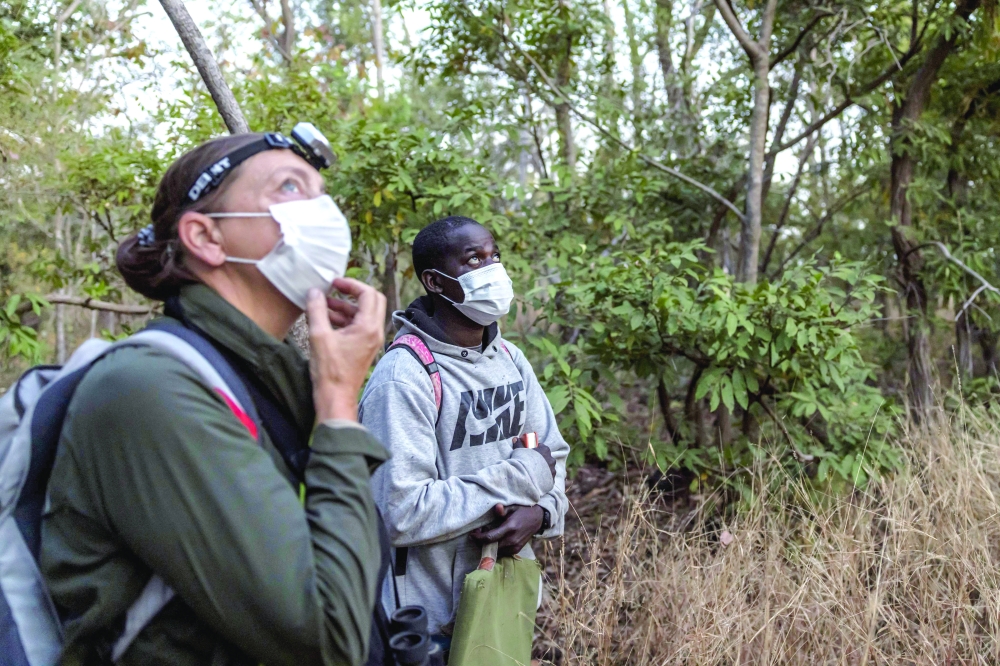 Researcher Nazaire Bonnag (R) and primatologist and director of the Fongoli Savanna Chimpanzee Project Dr. Jill Pruetz (L) observe West African chimpanzees on the Fongoli home range in the Kedougou region, on December 10, 2025. For five area residents originally from local villages, all but one without a high school degree, a project focused on the area's highly unusual savannah-dwelling chimpanzees has proven an escape from the mines, and a deep dive into science.
The group of rare chimpanzees they research live in the bush instead of the forest alongside other chimp communities in Senegal's Kedougou region, on the border with Mali and Guinea.
The Fongoli females are the only documented animals in the world to regularly hunt with tools, fashioning branches into spears for killing smaller primates known as a bush babies. (Photo by PATRICK MEINHARDT / AFP)
