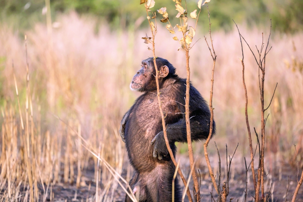 A West African chimpanzees looks around on the Fongoli home range in the Kedougou region, on December 9, 2025. The group of rare chimpanzees, who dwell in the bush of hot, southeast Senegal instead of the forest, are living on the extreme edge of what is possible for their species.
