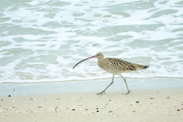 Where the Mudflats Breathe: Malaak al Lawati and the Life Beneath Oman’s Coast