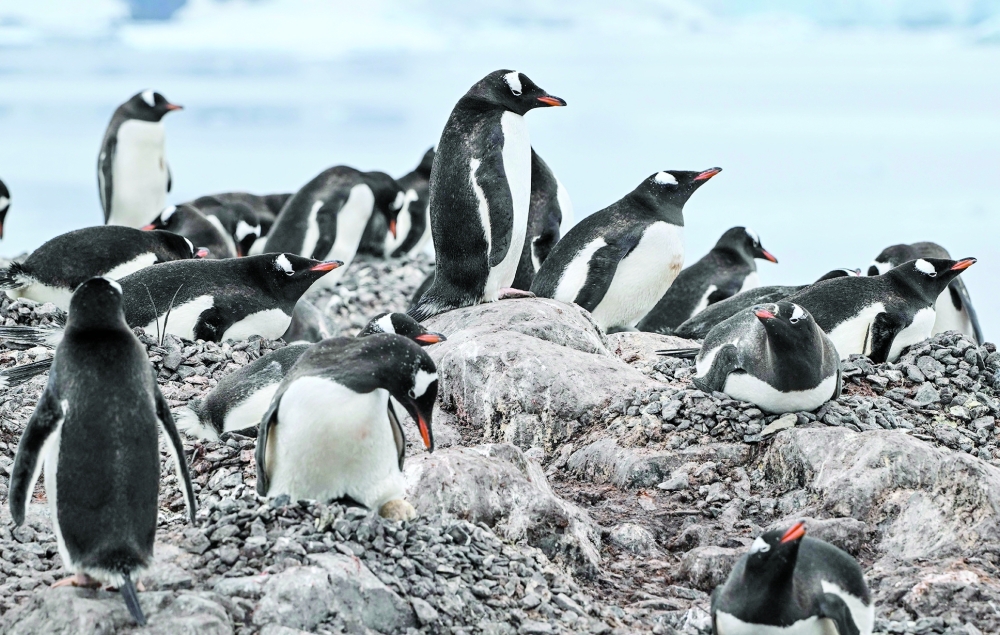 Gentoo penguins at the Paradise Bay in the Gerlache Strait. — AFP file photo