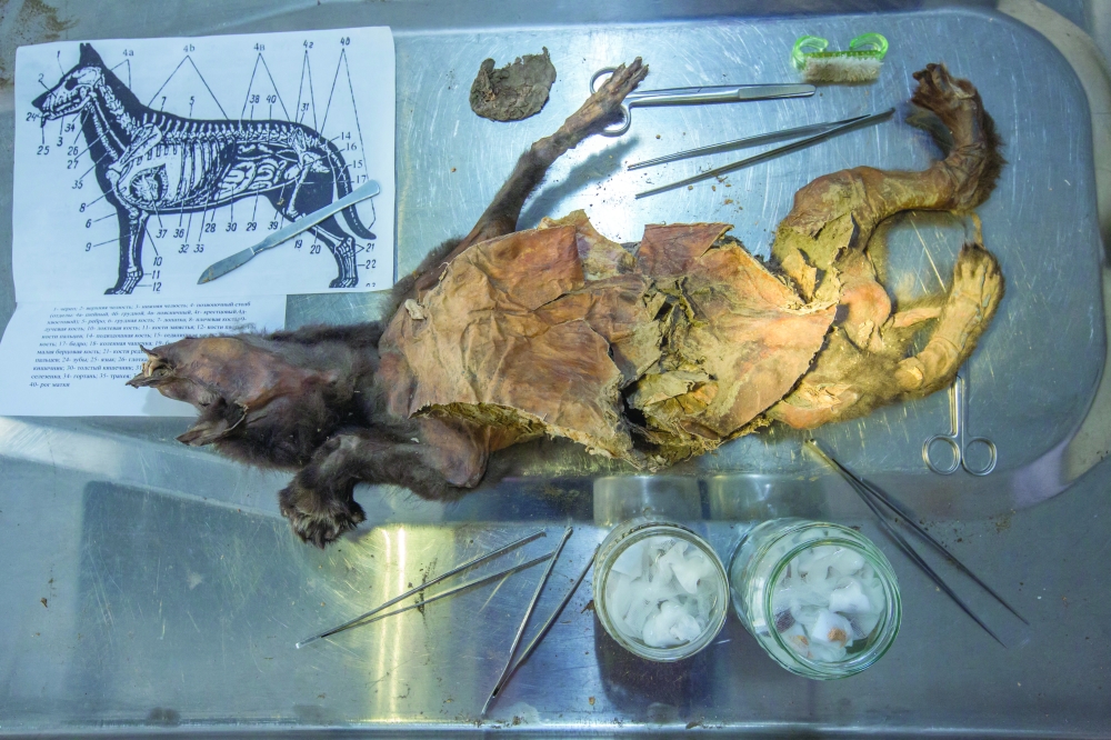The remains of an Ice Age grey wolf puppy seen in a laboratory in Vienna. — Reuters