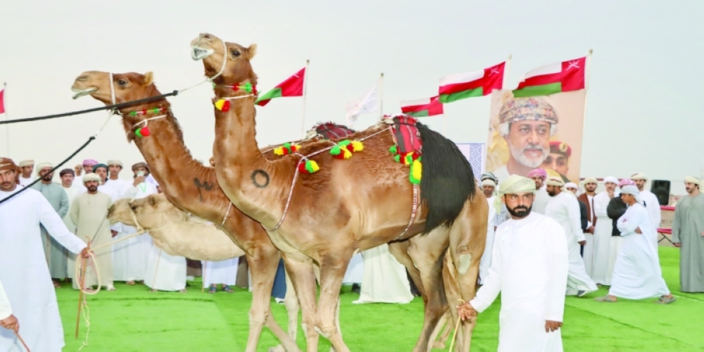 The festival showcased 400 camels across multiple events.