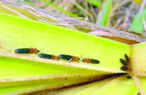 MoAFWR working on various methods to control coconut leaf beetle