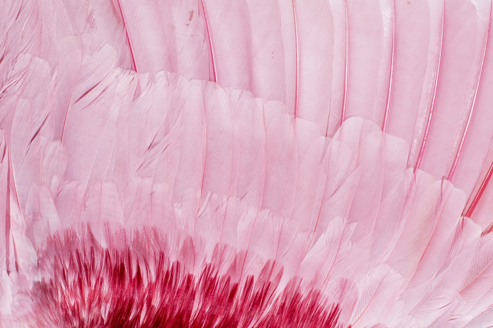 Filoplumes may be tiny, but these hairlike feathers enable nonstop flights that span thousands of miles. 