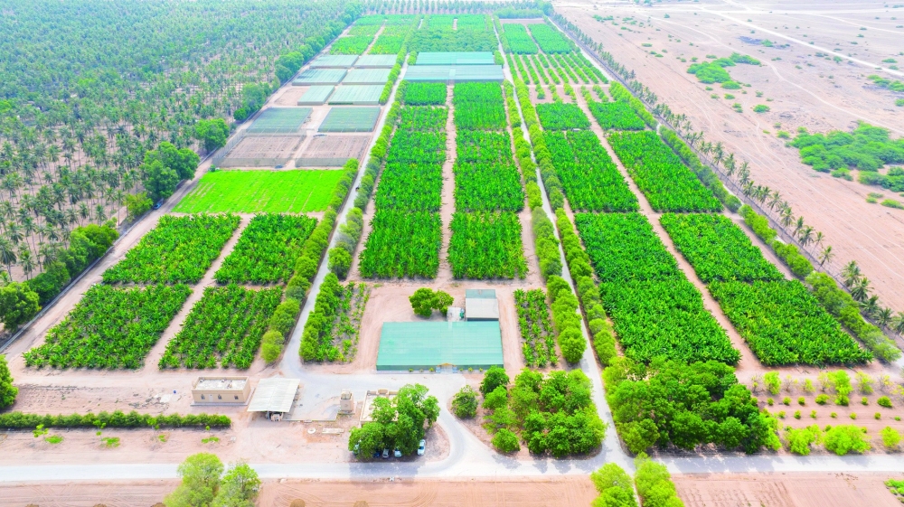 The Blue Carbon initiative aims to support the plantation of 100 million mangrove trees to absorb an estimated 14 million tonnes of CO₂​ emissions annually.