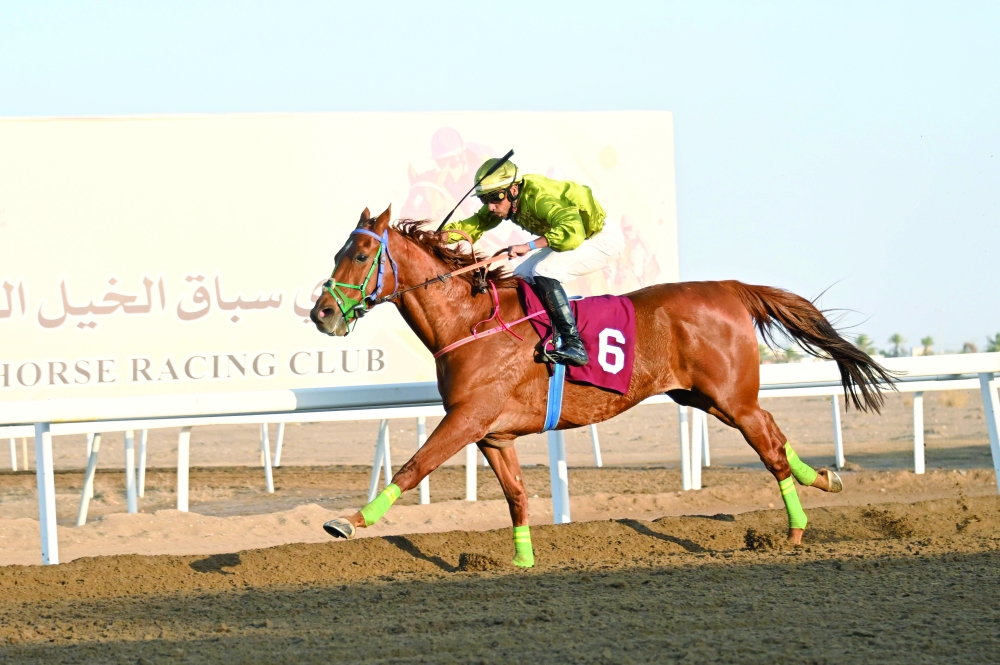 The horse Madur, winner of the highest-rated race. — Photo by Mohammed al Balushi 