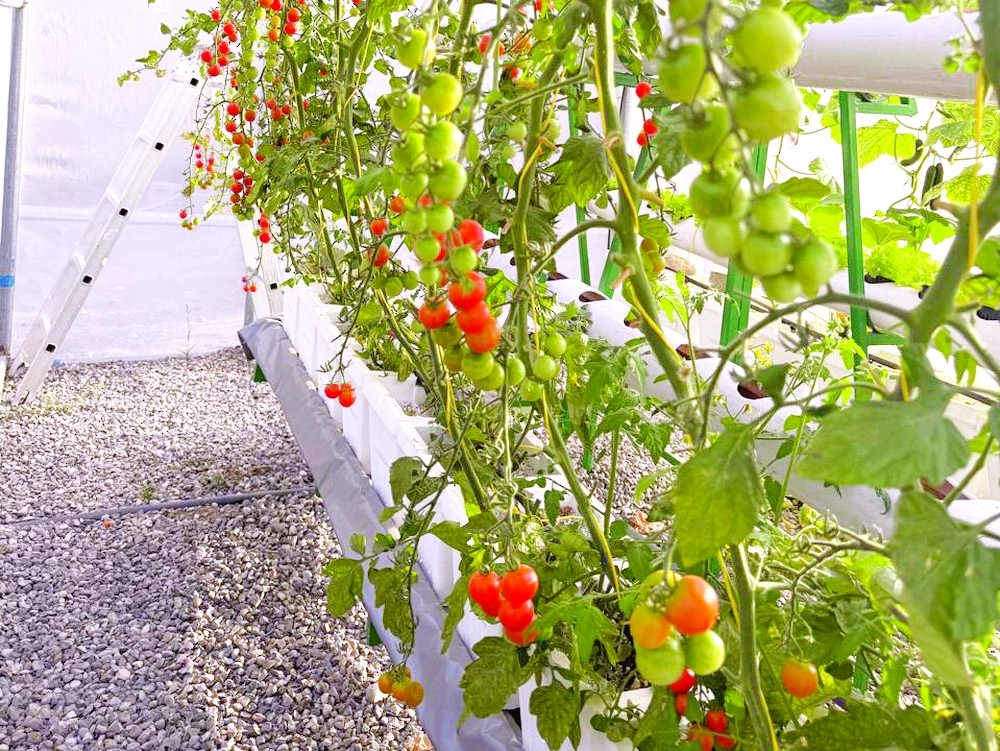Hydroponics consumes less water because it operates in a closed cycle, allowing water to be recycled.