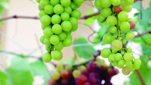 Oman Krishikkottam to hold organic farming at Harvest Fest 2026