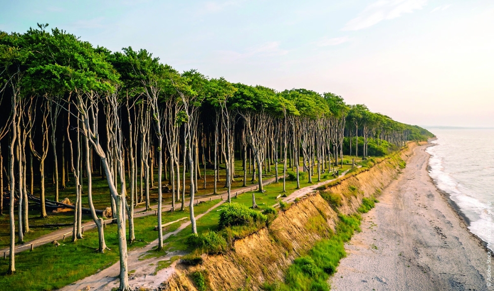 Gespensterwald an der Ostsee