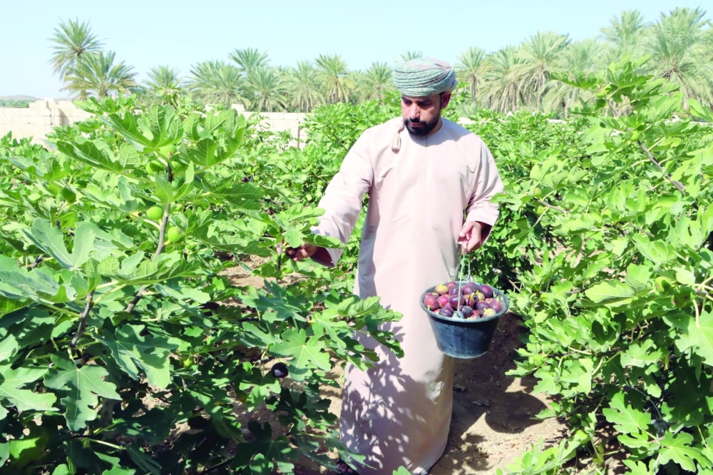 Abdulrahman al Kalbani's agricultural project began in 2023 as a personal experiment