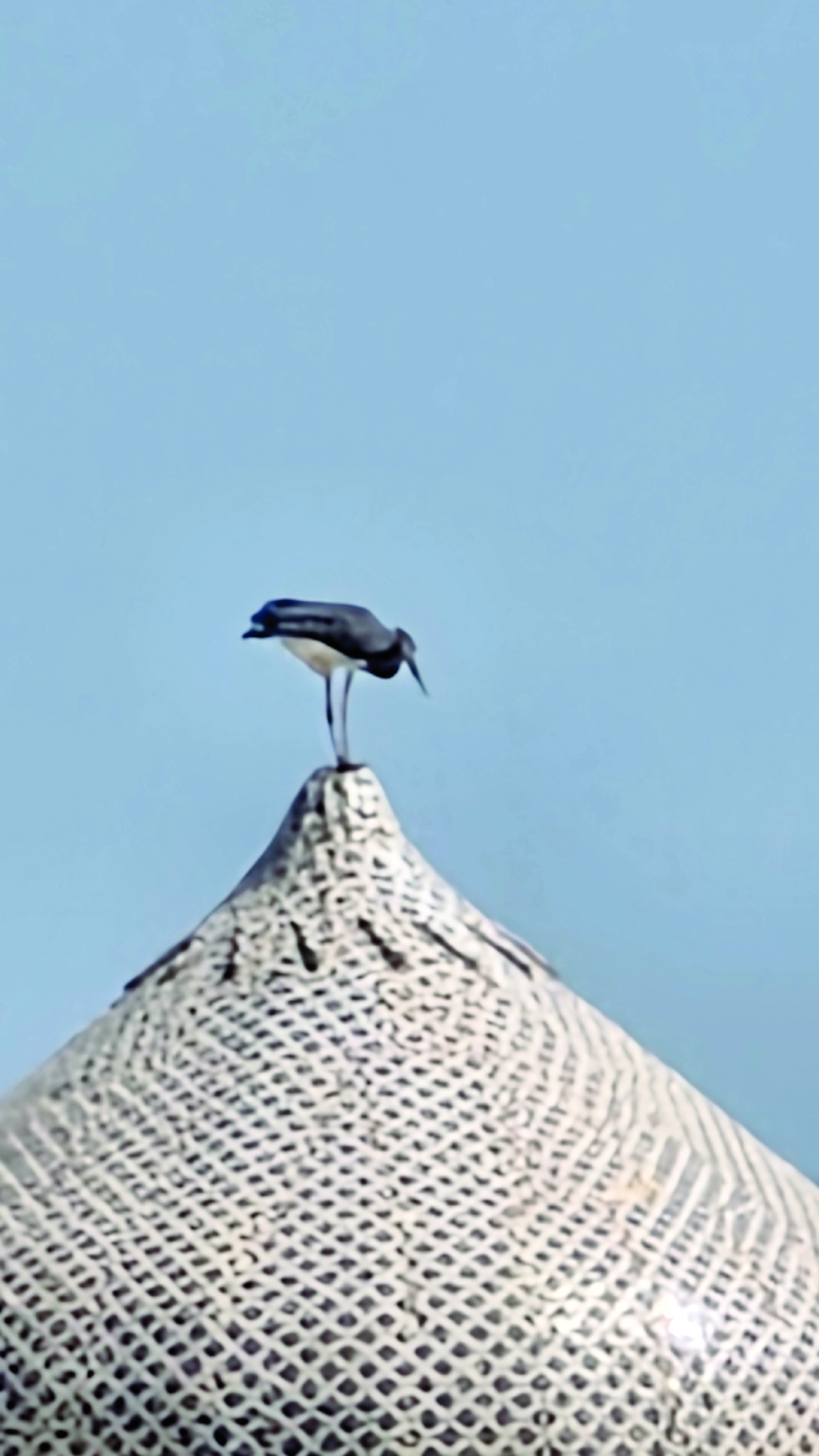 A popular Terek Sandpiper perches on top, common along coastal areas around Salalah