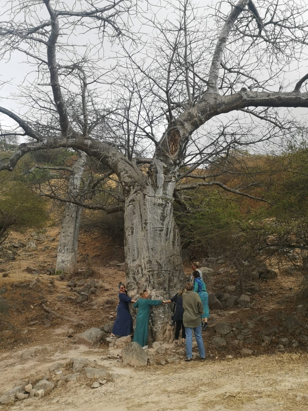 Ancient baobab trees