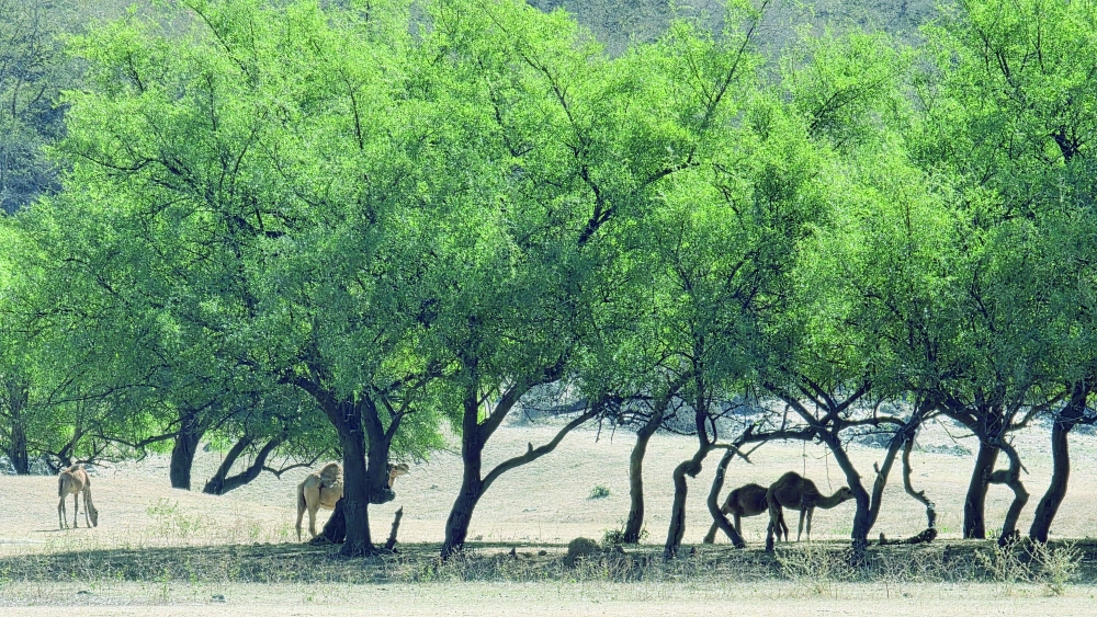 Camels grazing on a sunny day in Salalah
