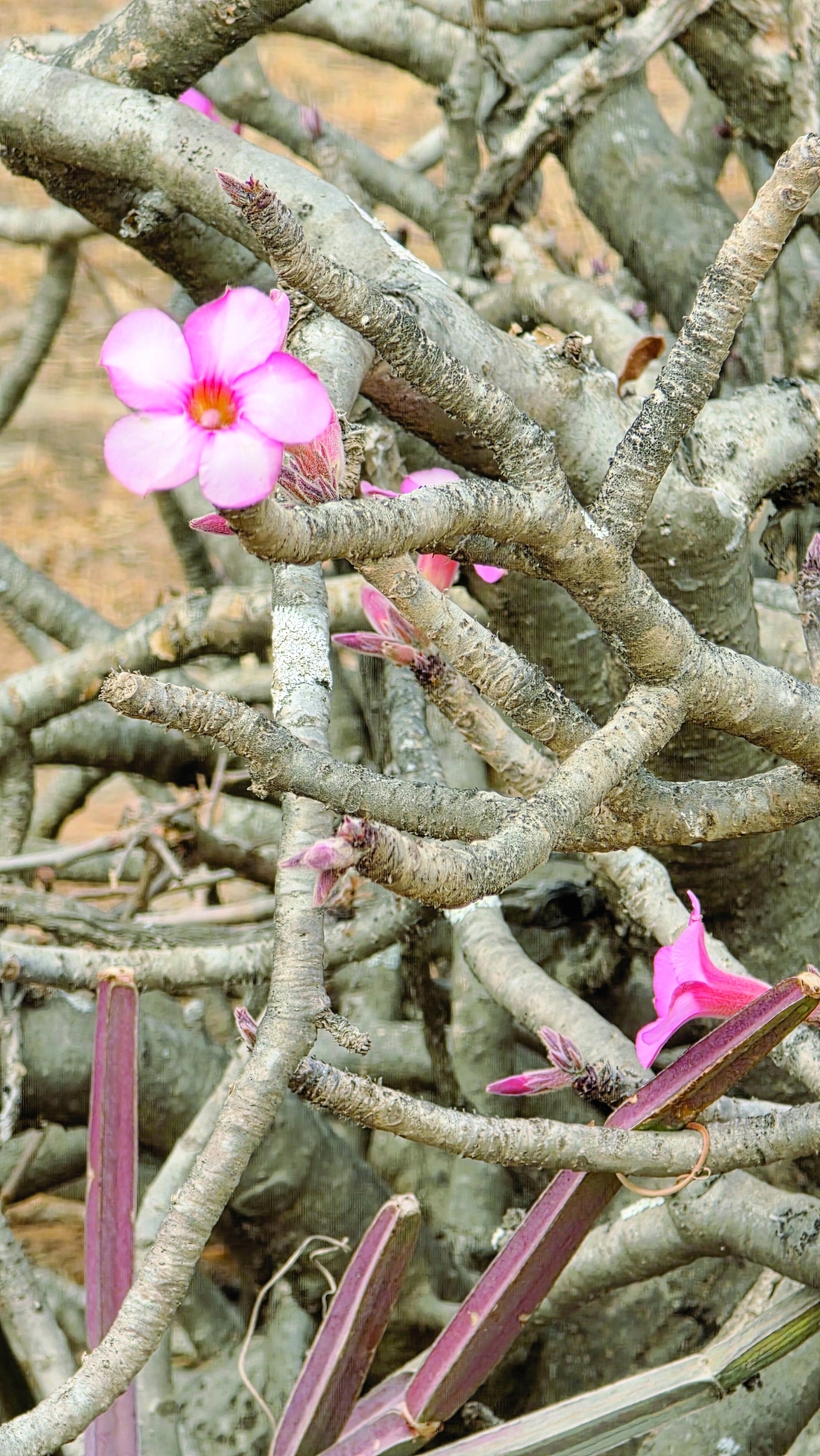 Desert Roses in Salalah, popular ornamental plants