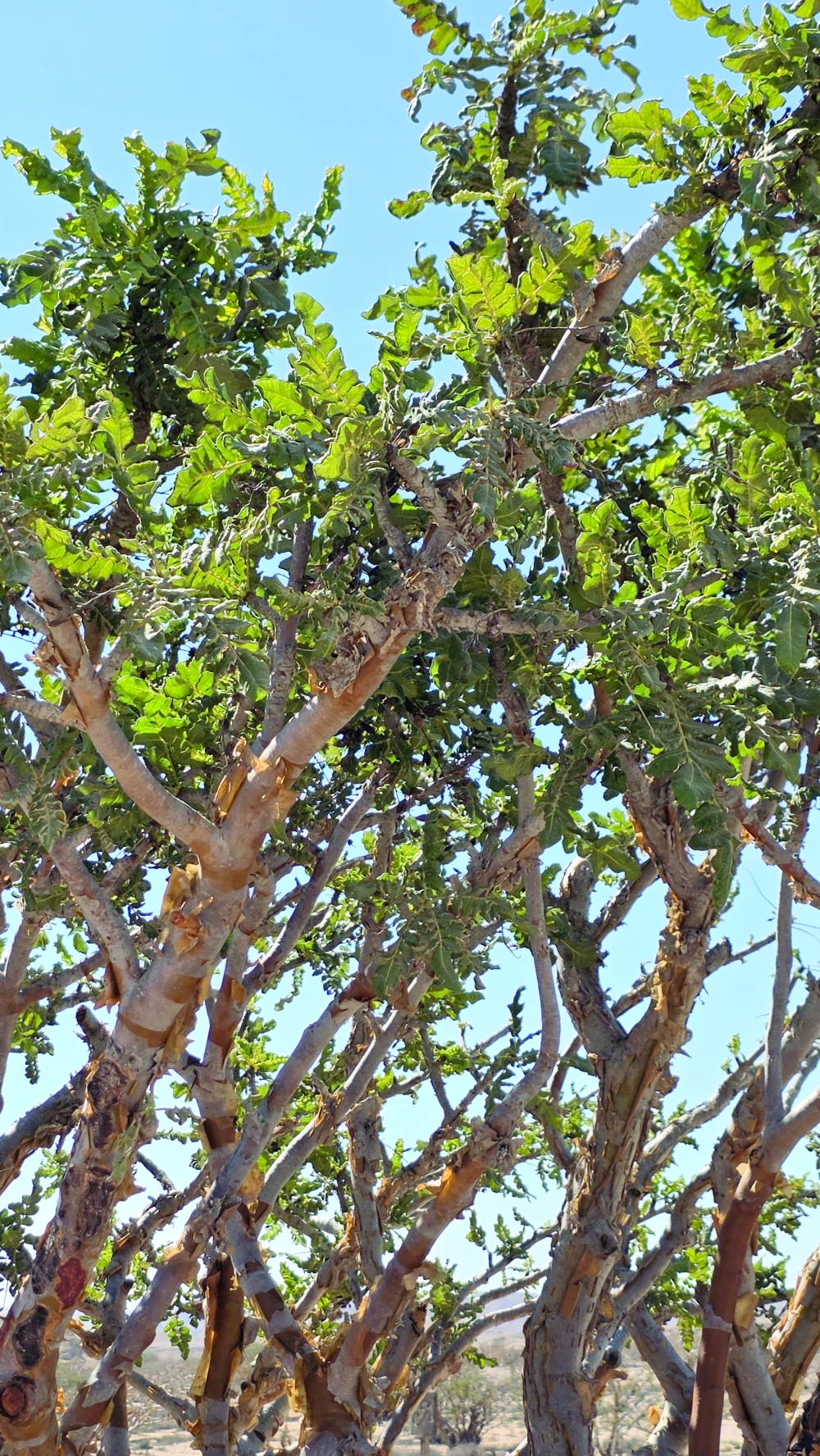 Frankincense heritage at Wadi Dawkah