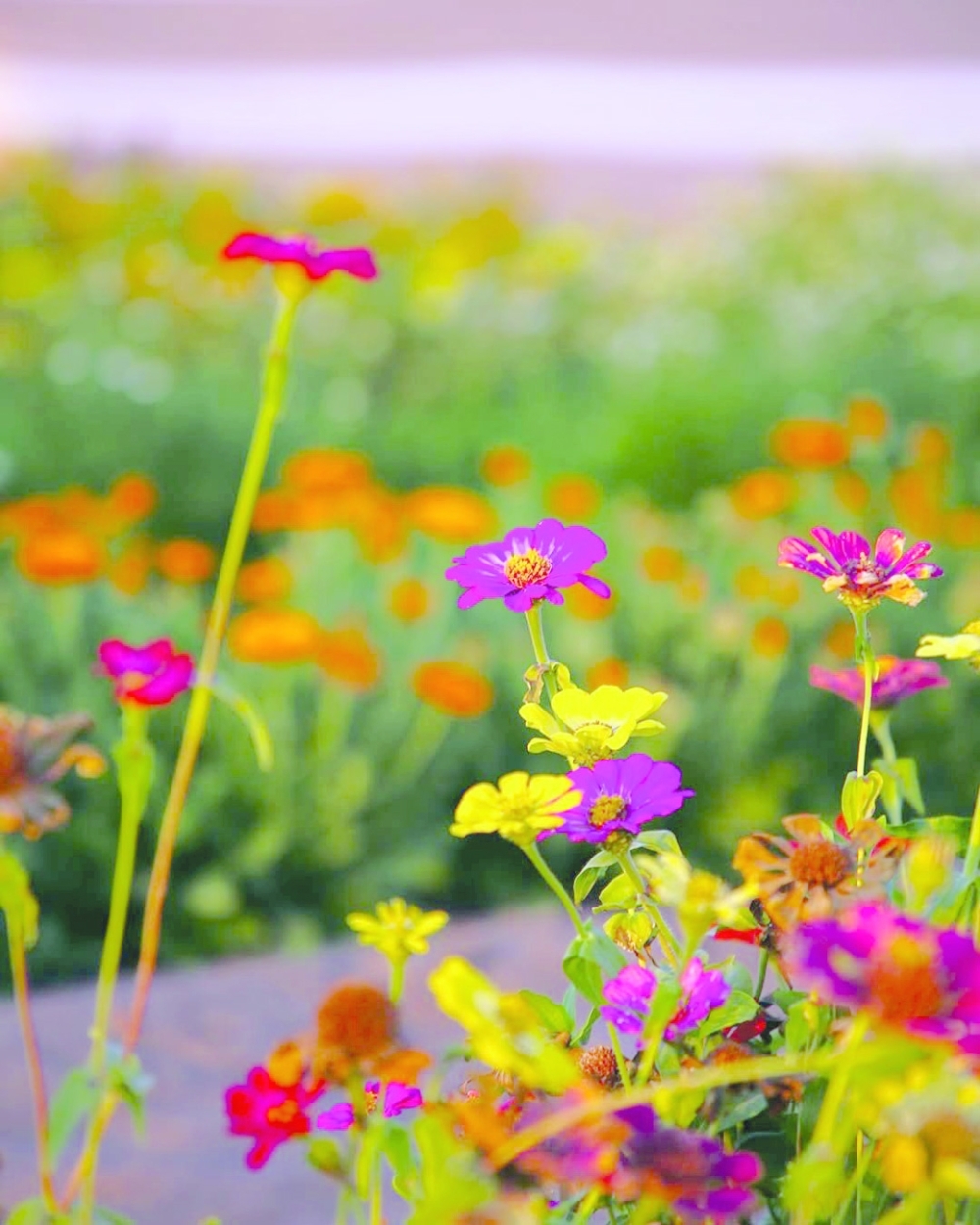 Bidiyah Secret Garden 