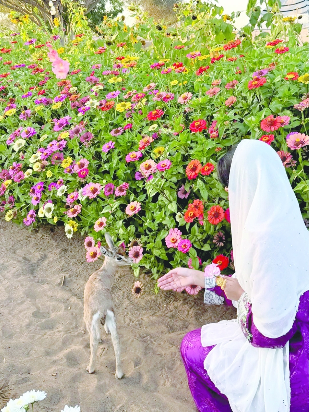 Bidiyah Secret Garden 