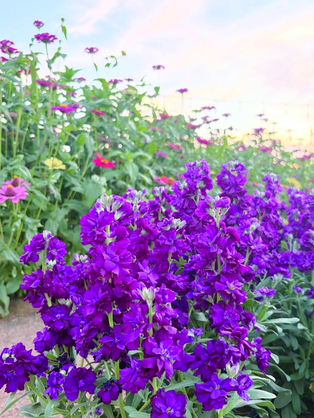 Bidiyah Secret Garden 