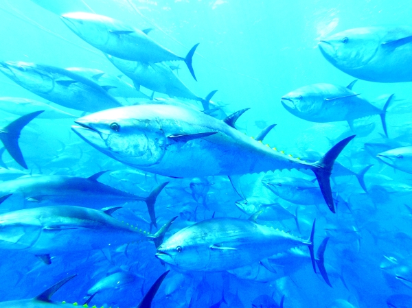 Fish survey in Sea of Oman, Arabian Sea begins today