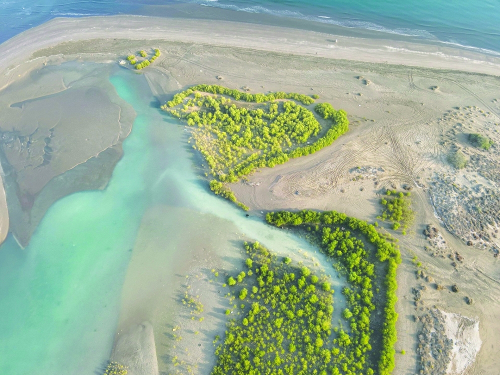 About 31,575 mangrove trees were planted until the end of 2025.