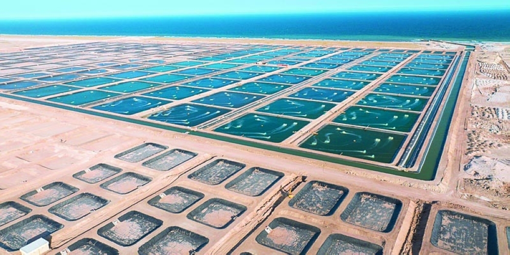 The RO 23.5 million development spans approximately 15 hectares and is designed to produce up to 7,500 tonnes of shrimp annually.