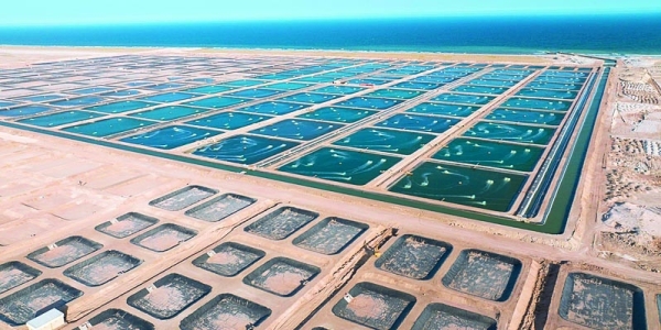 Shrimp farm project breaks ground in Shinas