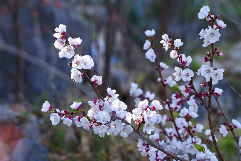 This photo is shared by Bipin B Varghese from Muscat.