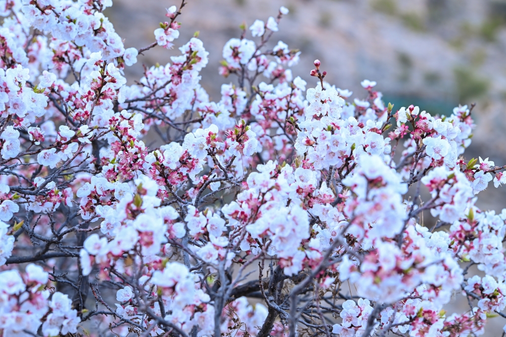 This photo is shared by Bipin B Varghese from Muscat.