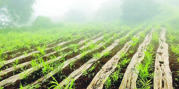 Strategic step to commercialise Omani ginger cultivation