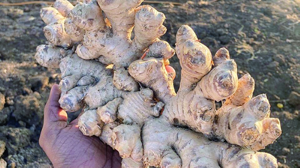 Ginger is a promising crop with strong potential for expansion and investment.