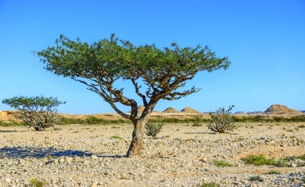 Oman celebrates Frankincense tree on World Wildlife Day