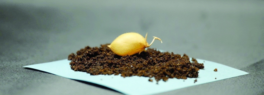 Chickpeas grown in a mixture that included lunar soil simulant inside a climate-controlled growth chamber at Texas A&M University. — Reuters