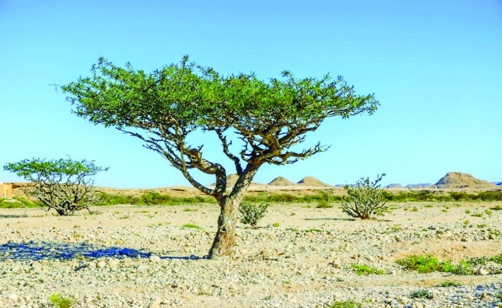 EA stressed the importance of protecting the frankincense tree to ensure its sustainability for future generations.