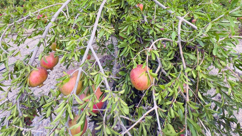 Despite its high temperatures, Oman is capable of cultivating diversity of pomegranates.