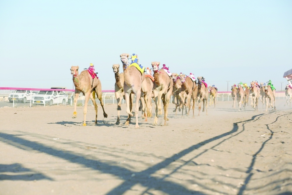 The festival will take place from March 29 to April 2 at Al Felaij Track in the Wilayat of Barka in Al Batinah South Governorate.
