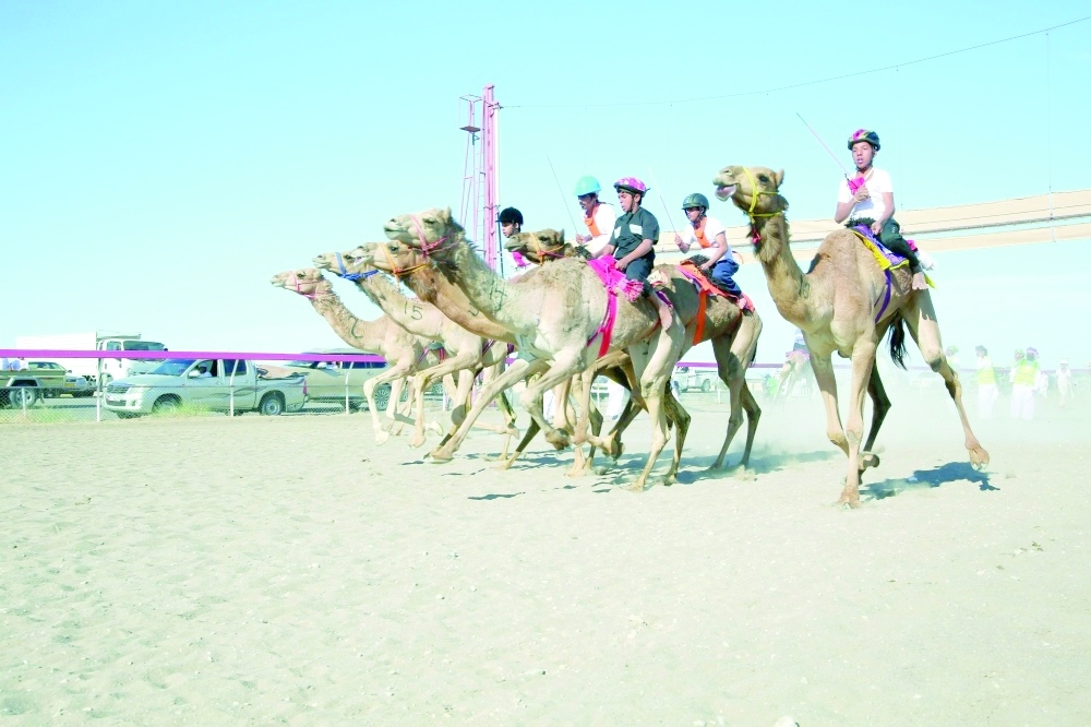 The five days event will feature 85 races, in addition to 23 icons and 27 cars, in cooperation with Oman Camel Racing Federation.