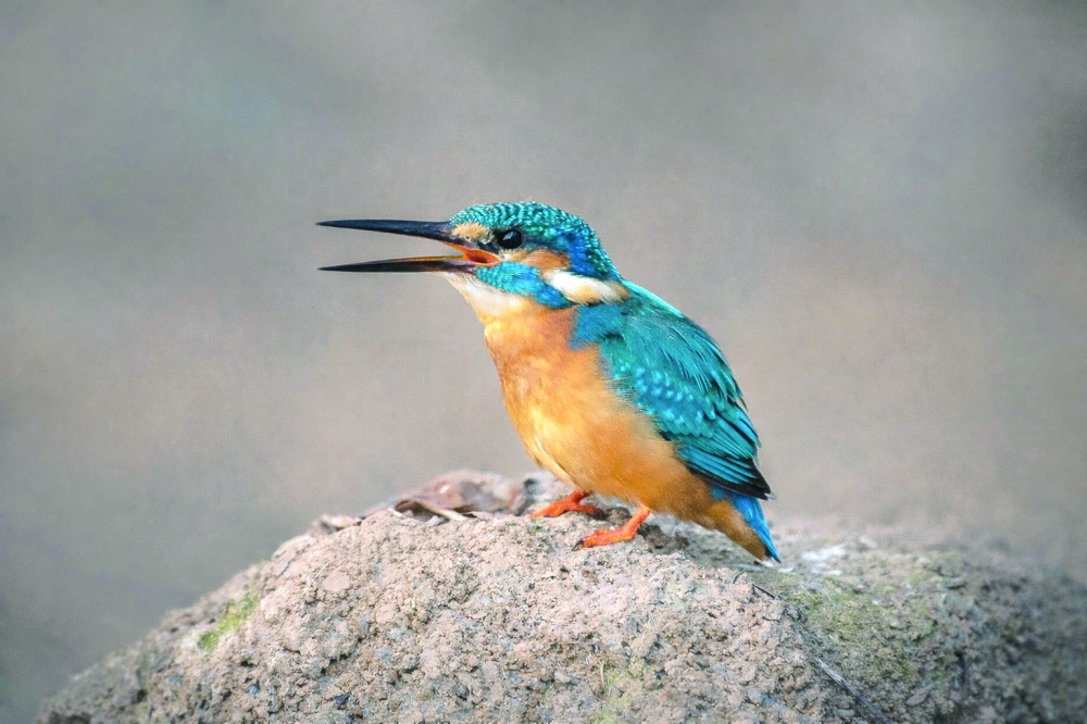 Common Kingfisher
