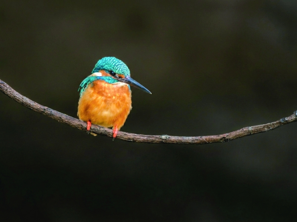 Common Kingfisher perched on a tree.