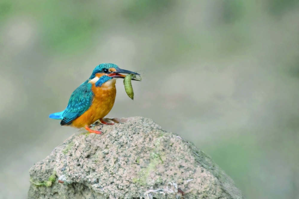 Common Kingfisher with its prey.