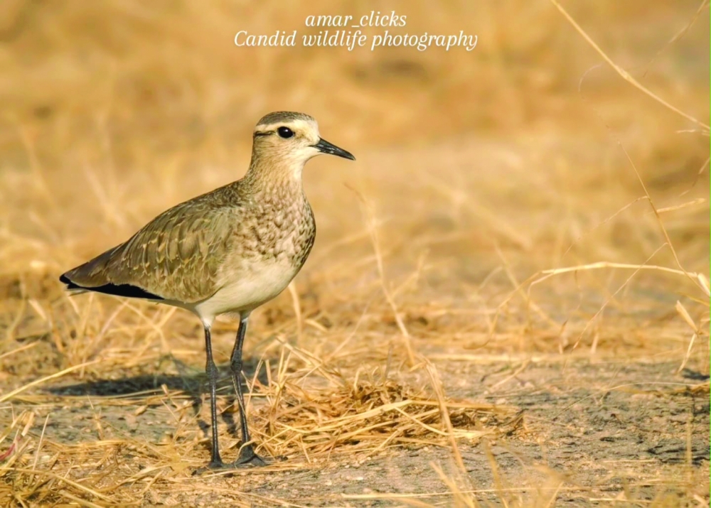 Endangered Sociable Lapwing