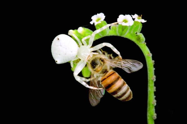 Omani lens unveils hidden world, showcasing rich biodiversity