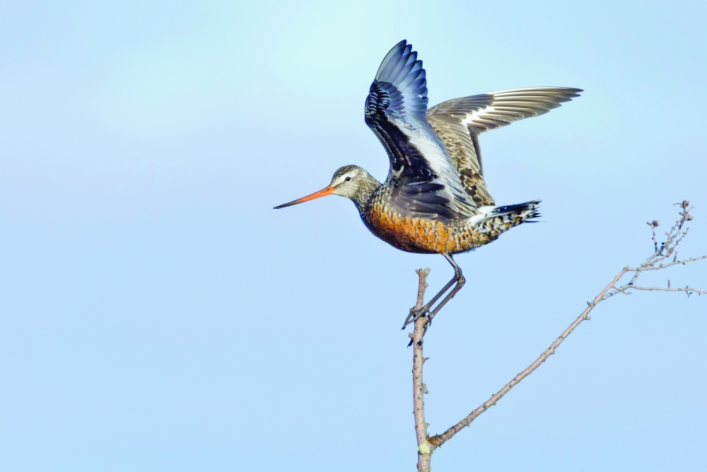 The Hudsonian godwit