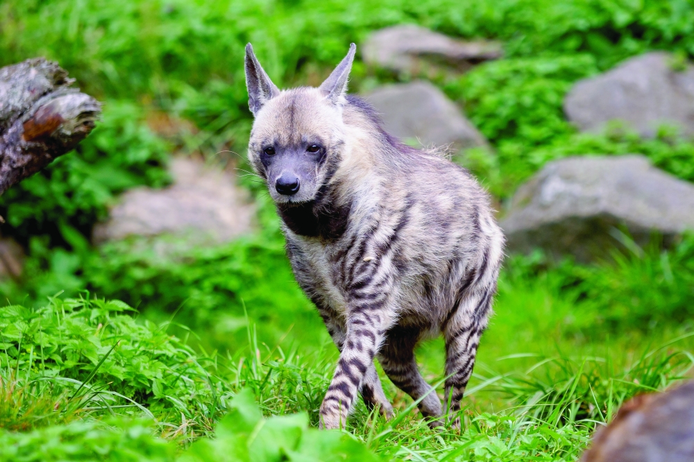 Striped hyena