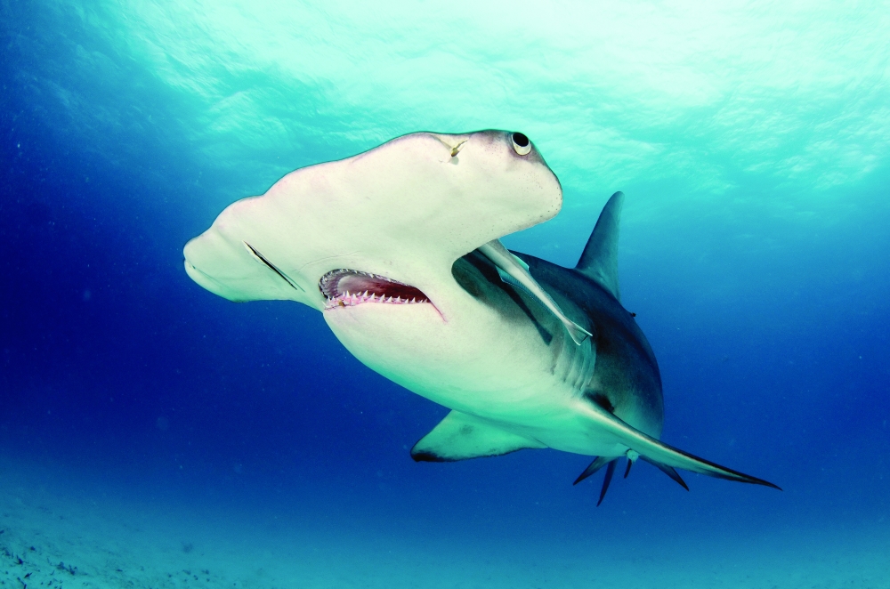 Hammerhead shark