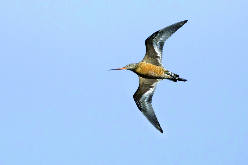 The Hudsonian godwit