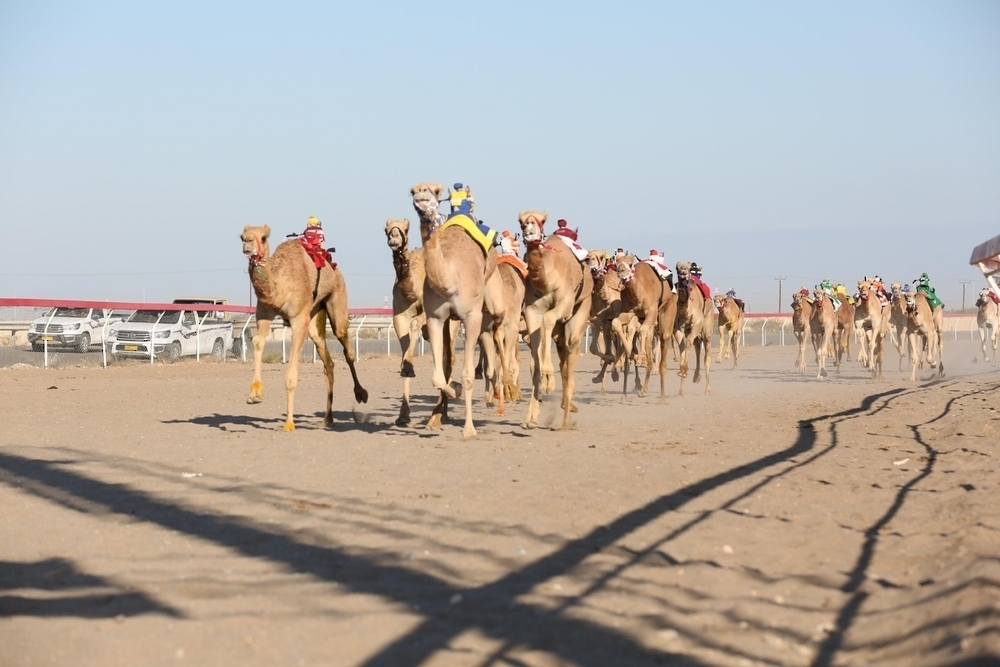 Camels race down the track during a previous edition of His Majesty the Sultan’s Camel Racing Festival
